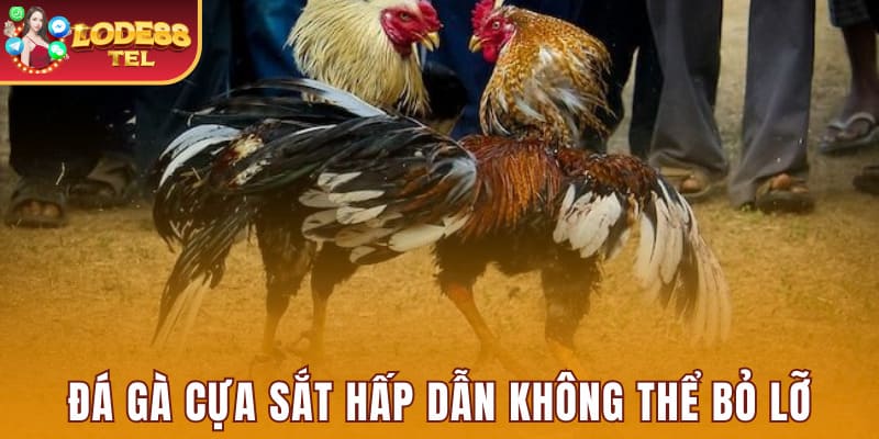 Đá gà cựa sắt hấp dẫn không thể bỏ lỡ